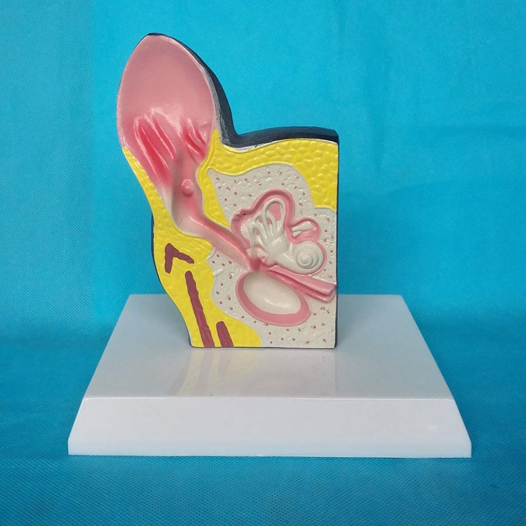 Model edukacyjny Psie ucho Anatomiczny model Zwierzęcy organ Model Pvc Materiał Medyczny Anatomiczny model Psie ucho Do Weterynaryjnej Medycznej Pomocy Edukacyjnej, Modele Medyczne