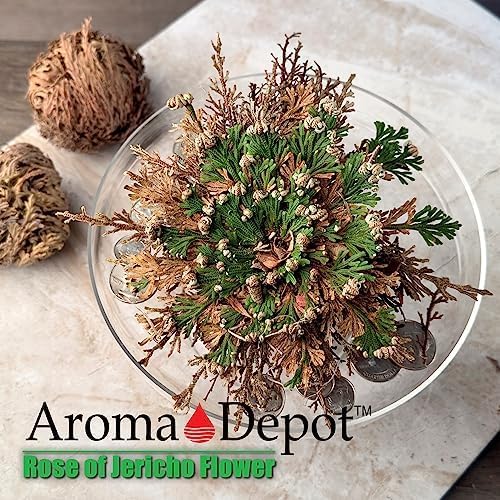 Flor de Jericó seca grande para limpieza espiritual miniatura 7