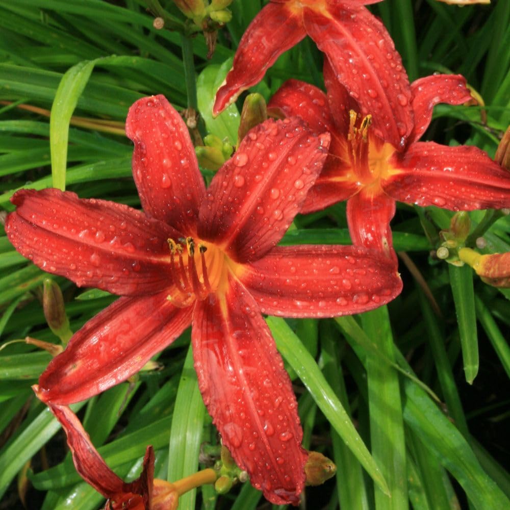 Hemerocallis 'Crimson Pirate' – Resilient Daylily, Red Flowers Blooming All Summer, Hardy, Easy to Grow, Evergreen Foliage, Perfect for Garden Borders or Pots - 9cm Pot x1 by Thompson and Morgan