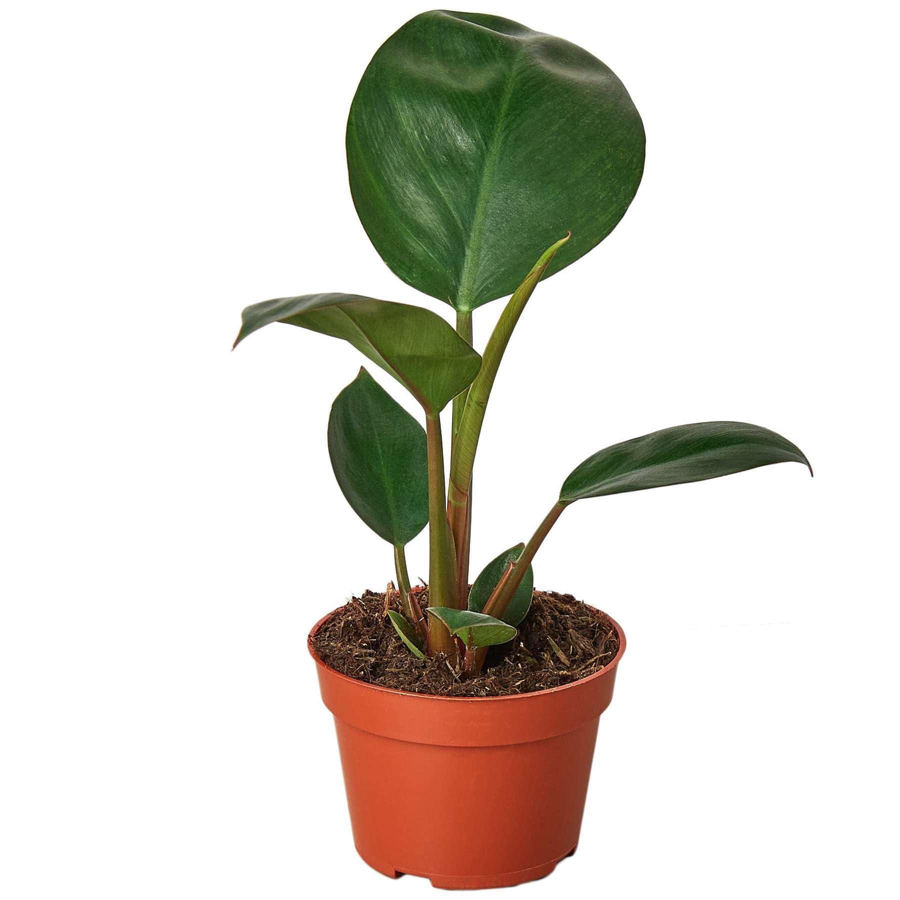 Thirsty Leaves Philodendron Congo Rojo live plant in 4 or 6 inch pot