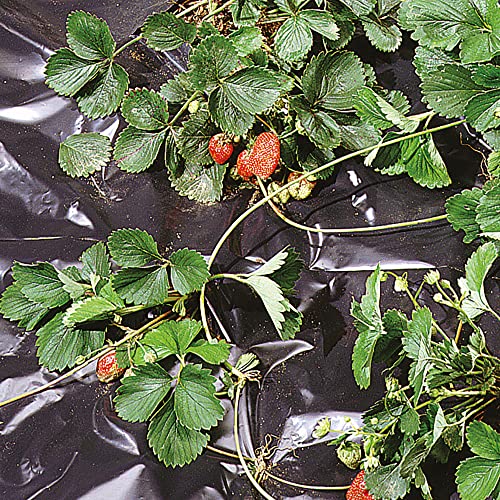 TENAX Black Cover 1,50x20 m Nero, Film Impermeabile Antierbacce per Pacciamatura Ortaggi e Fragole (Rotolo)