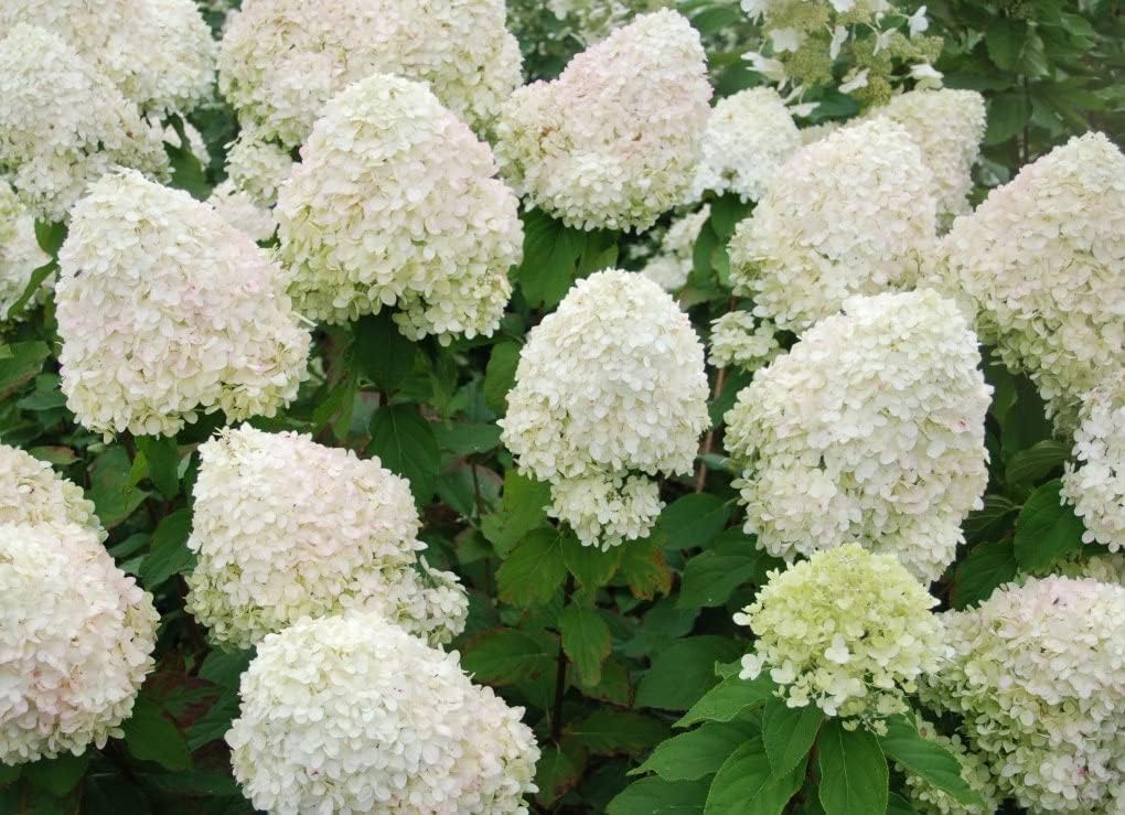 Phantom Hydrangea Paniculata - Live Plant Shipped 2 to 3 Feet Tall by DAS Farms