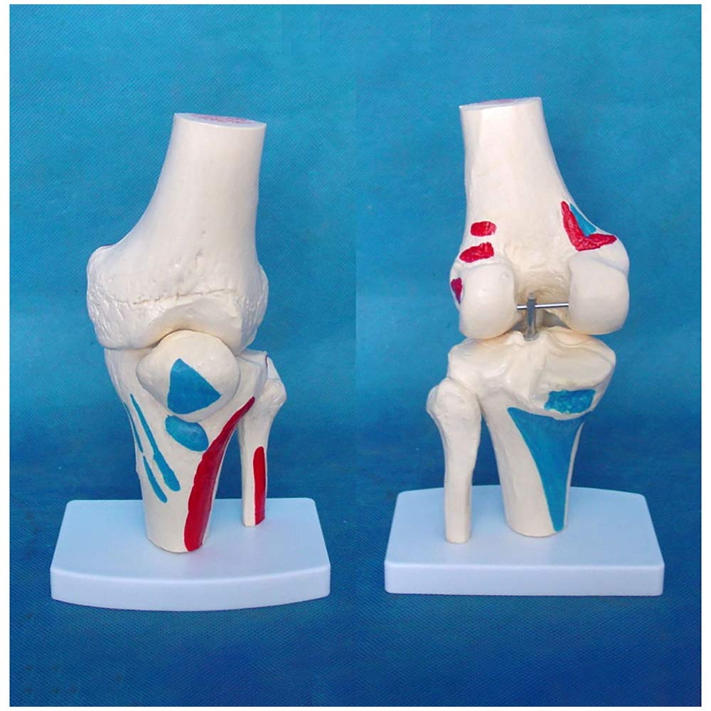 Sjdopulse Human Knee Joint Model - Knee Joint Model With Muscles Coloring Point - Medical Anatomical Human Joint Model - For Student Biology Or Science Teaching Aids