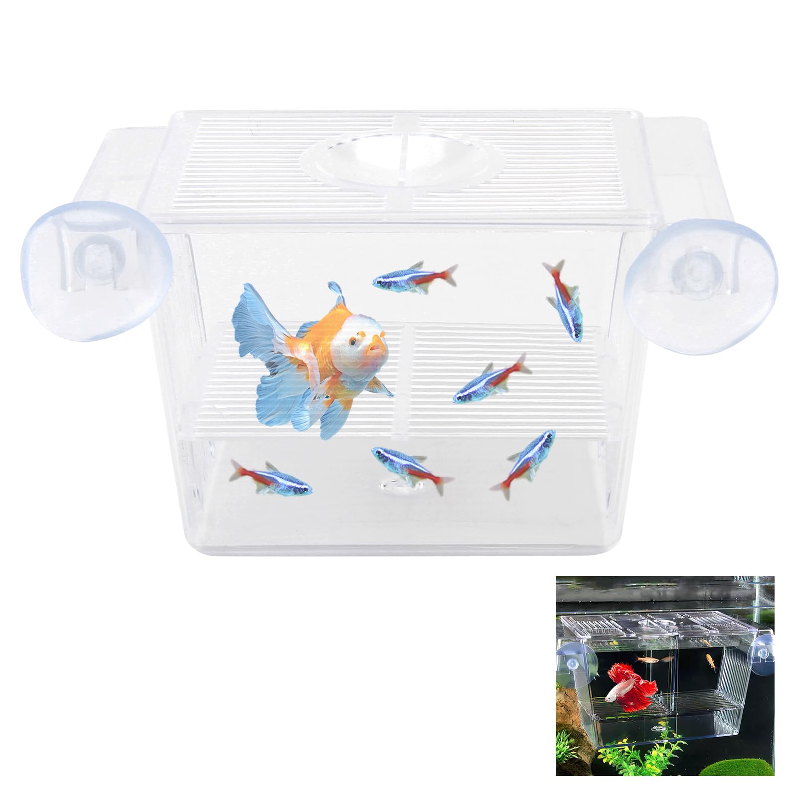 Scatola per l'allevamento di Pesci in Acrilico con Ventose, Isolatore per Acquario Ideale per Acclimatazione Pesci e Gamberetti, Box per Incubazione di Avannotti e Protezione Pesci Piccoli