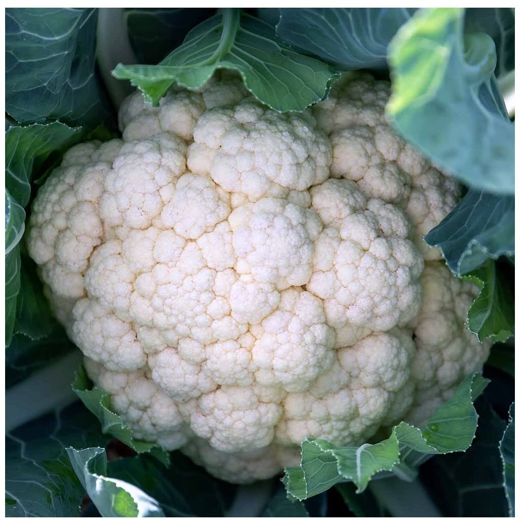 PREMIER SEEDS DIRECT - Cauliflower - White Excel F1-30 Seeds