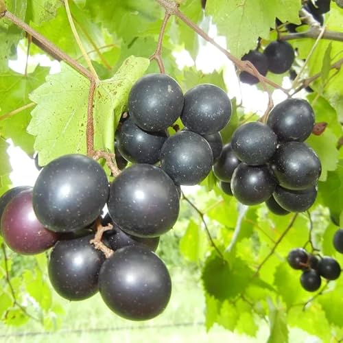 Vista 2 de Planta de vid de árbol de uvas muscadine negras, de 1 a 2 años de edad, plantas de muscadina negra vivas, enredaderas de uva muscadina negra