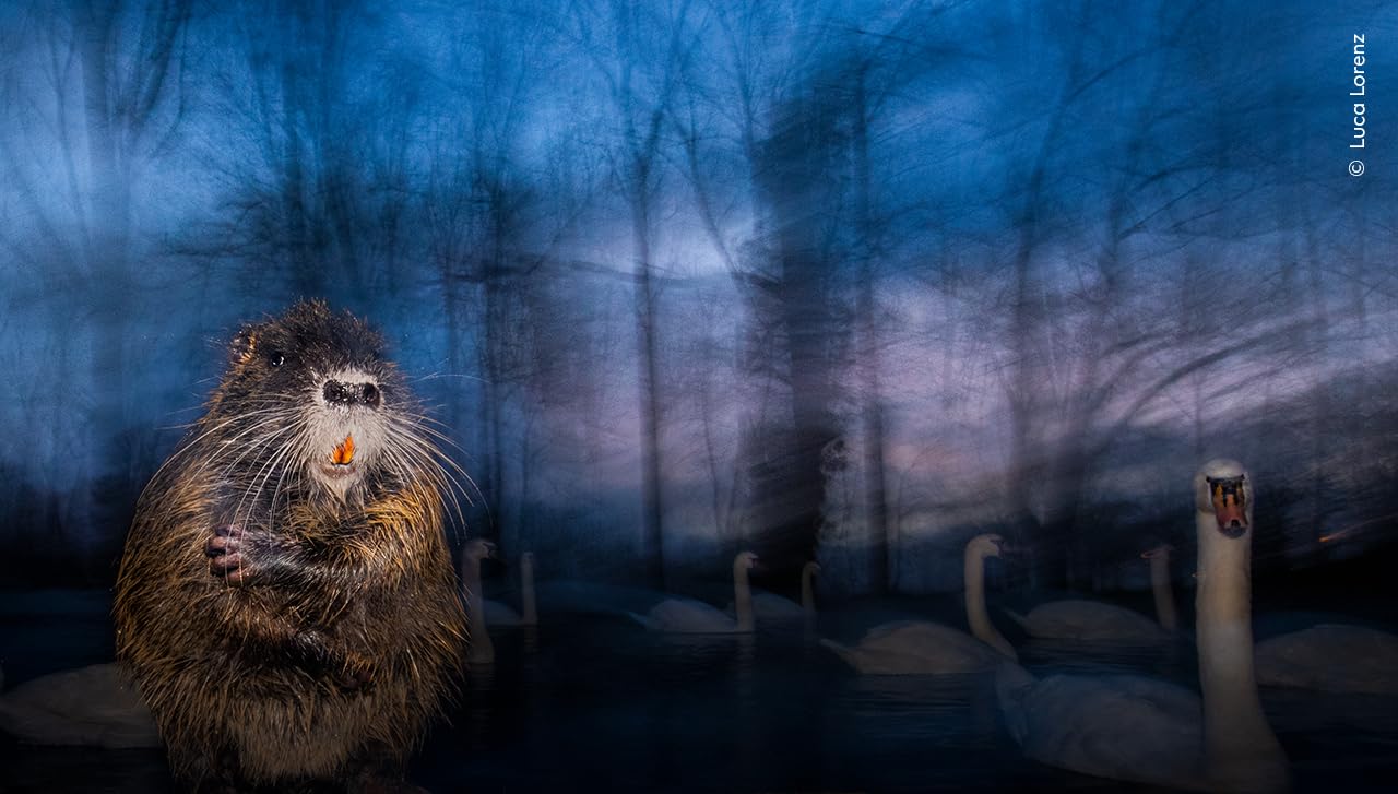 Wildlife Fotografien des Jahres - Portfolio 35