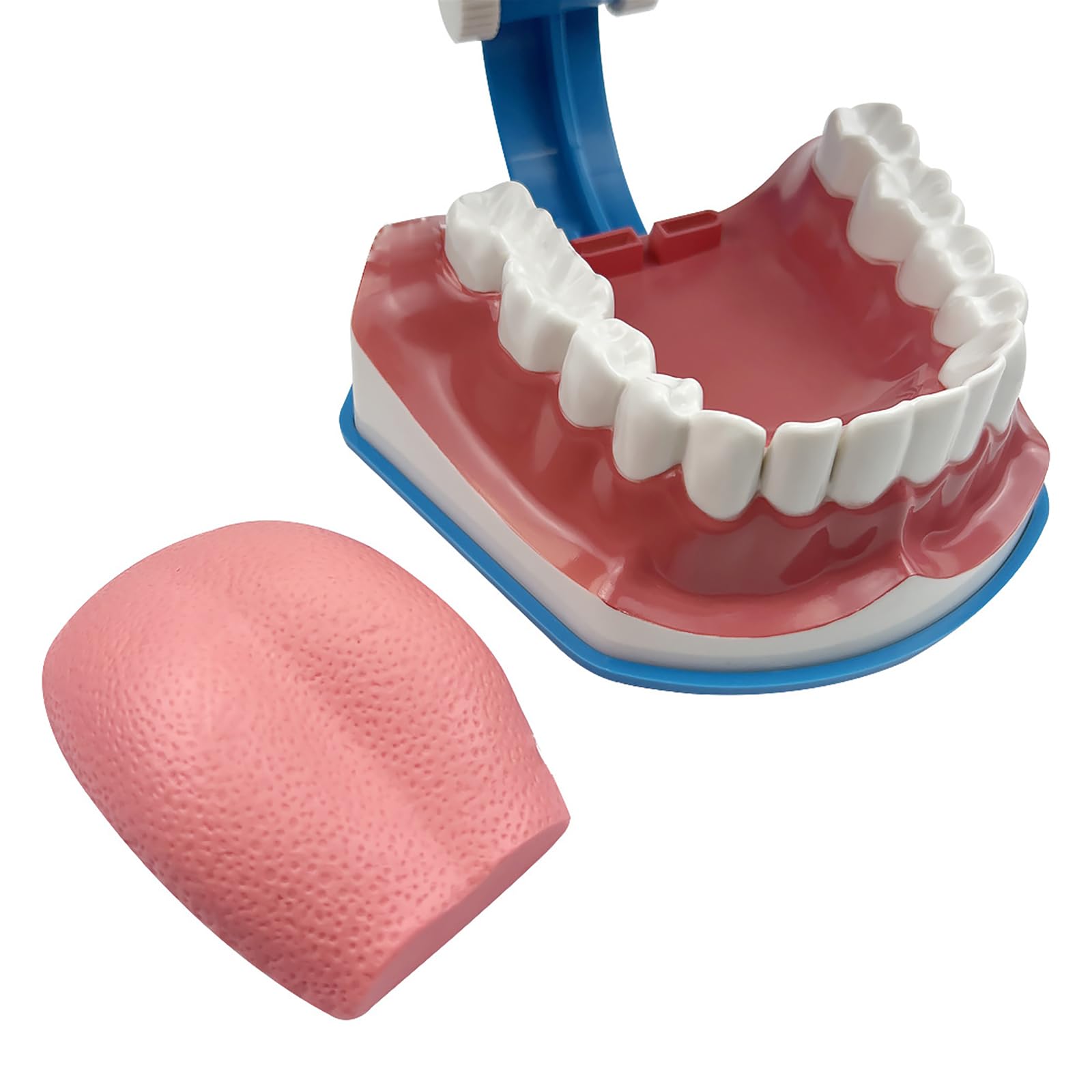 Modello Standard Per Studio Odontoiatrico, Modello Per Denti Dentali 2 Volte Grandi, Forniture Per Studio Odontoiatrico Per Bambini Con Lingua Rimovibile, Angolo Di Apertura Di 180°, Per Scuole