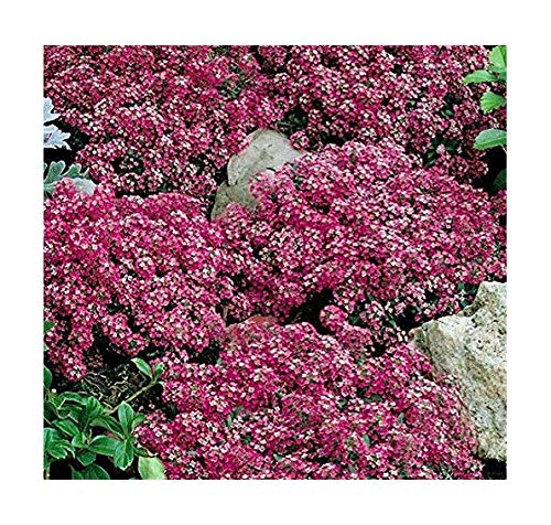 Steinkraut - Alyssum Royal Carpet - Lobularia maritima - Blume - 1000 Samen