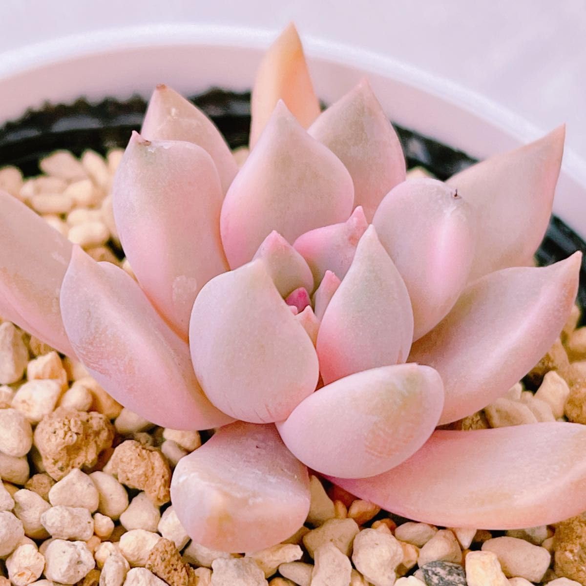 Amazon｜『カリナ錦』5番 斑入り エケベリア 多肉植物｜観葉植物