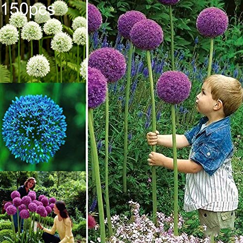 Giant Onion Seeds,150Pcs Giant Onion Allium Giganteum Flower Plant Seeds Home Garden Yard Decor - 150pcs Giant Onion Seeds#