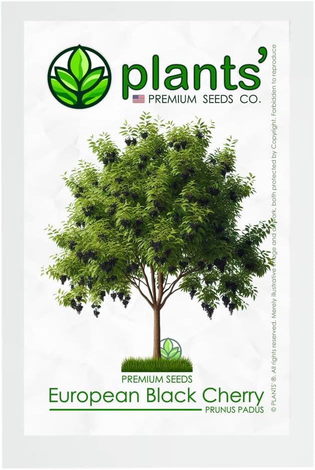 European Black Cherry Tree | Premium Seeds | Prunus padus 'Summer' | Plants'® (Premium Seeds, 500)