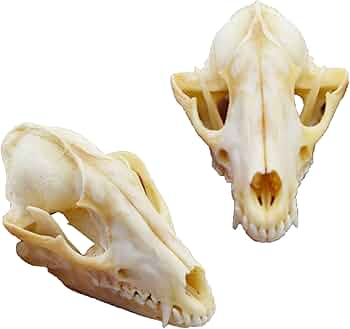 61vgjmbkArL._AC_UF350,