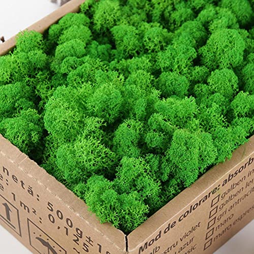 KENANLAN moss wall bun moss modelling moss Preserved Decorative Moss Durable Preserved Moss for Home Decorations Model Making (Fruit green / 500g) - Image 3