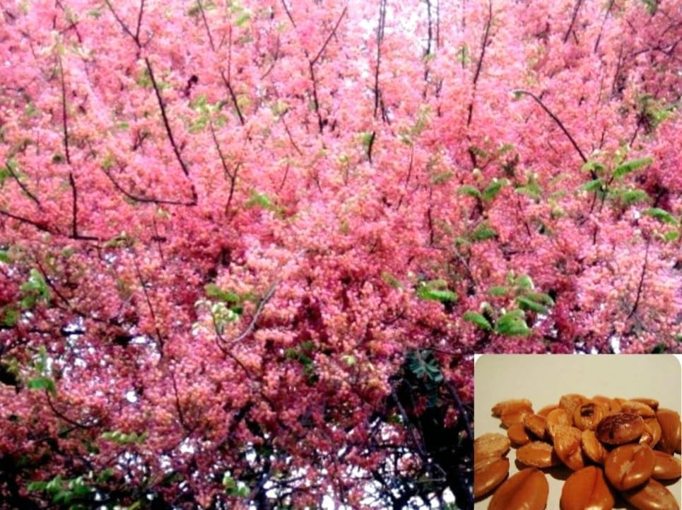 Miniatura 6 de 25 semillas de árbol de lluvia rosa, Cassia Bakeriana, árbol de ducha arcoíris de flor de manzana