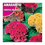 Semillas de Amaranto PREMIUM Sobre de Semillas de Celosia