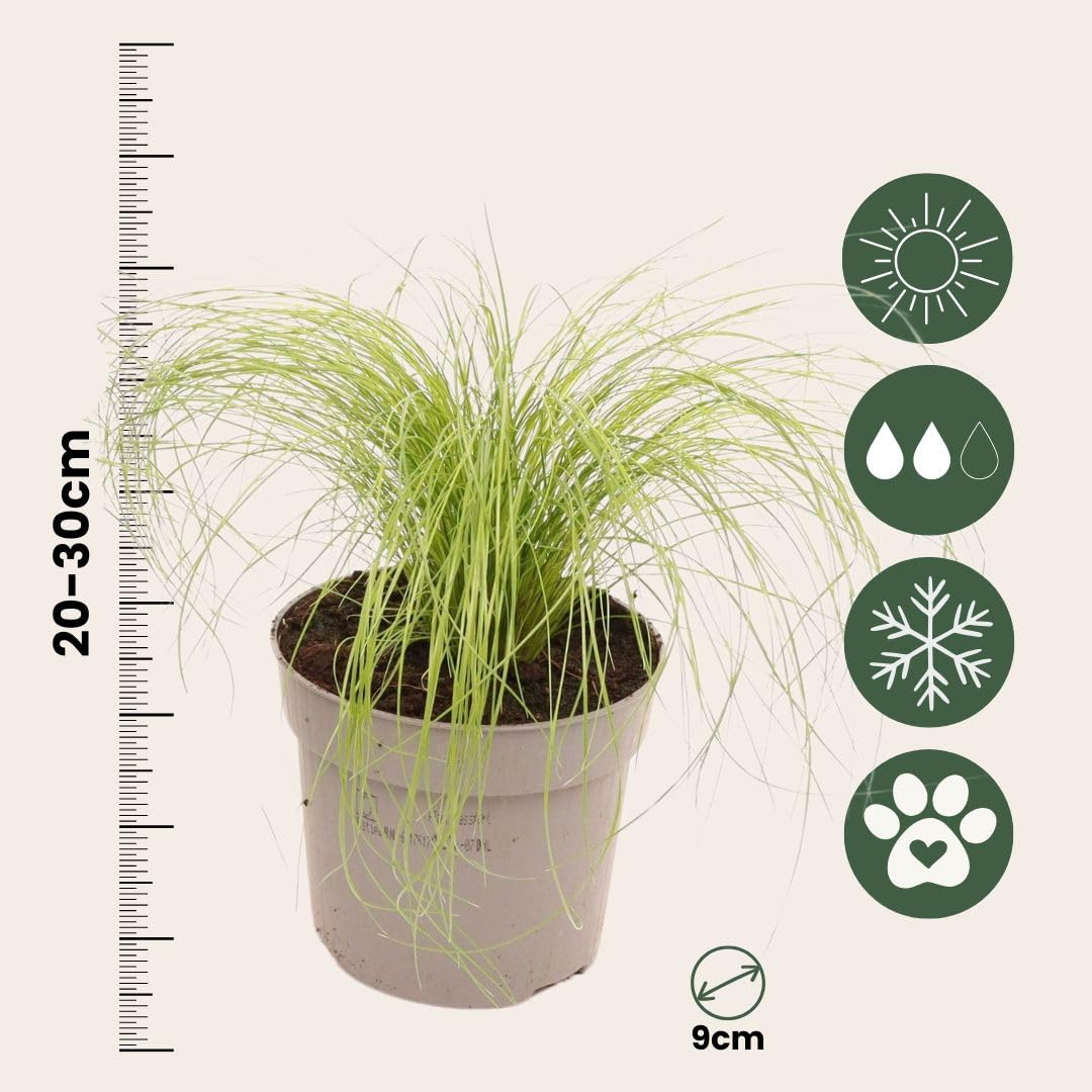 Plant in a Box - Stipa - Set di 9 - 'Pony Tail' - Erba ornamentale - Vaso 9cm - Altezza 20-30cm