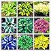 Produktbild 100 Stück Mix Hosta Seeds Staudenerbstück Starke Kältetoleranz Garten DIY Dekoration Pflegeleicht für Einsteigersorten Dekorativer Garten