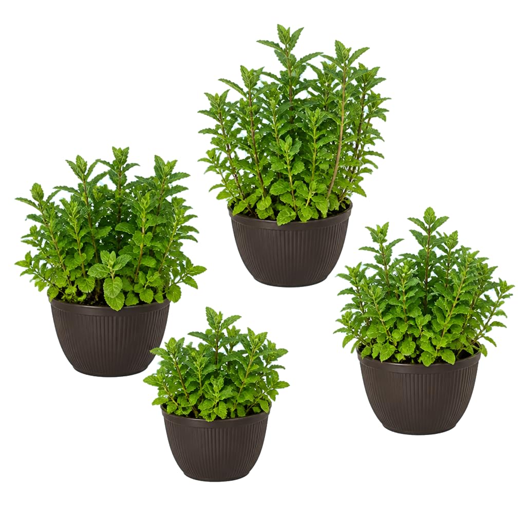 Menta para Mojito Mentha Spicata | Set de 4 Plantas | 25-30 cm de Altura | para Preparar Mojitos | DECOALIVE