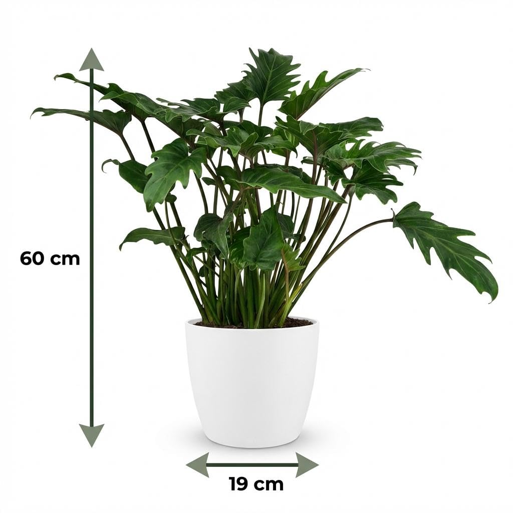 Philodendron Xanadu Roślina pokojowa 60 cm – zielona roślina liściasta w potterze, biała, Ø 19 cm – głęboko nacięte liście – łatwa w pielęgnacji, oczyszcza powietrze do mieszkania, biura i jasnych