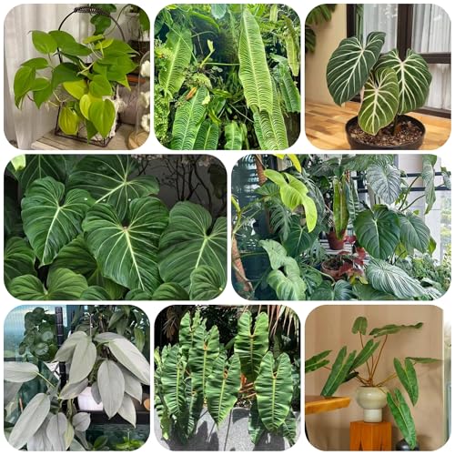 Semillas de plantas de interior, semillas de Philodendron melanochrysum semillas de bonsái alta tasa de germinación plantas de balcon cobertura del suelo plantas de jardin jardín 50pcs