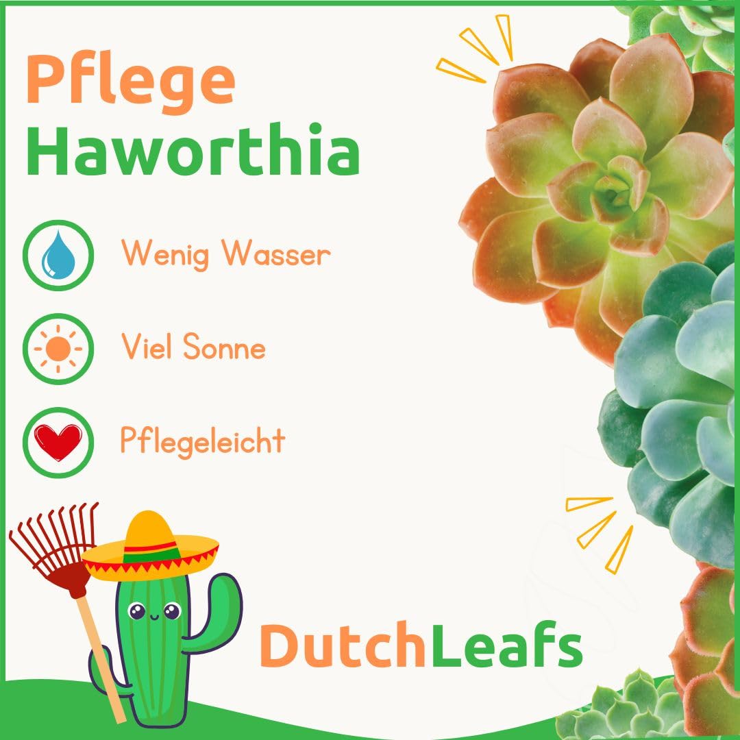 Haworthia Mix 5 Stück Verschiedene Mini-Sukkulenten - Topf 5,5 cm - Asphodeloideae Sukkulent Kleine Pflanzen Sammlung Pflegeleichte Zimmerpflanzen - Höhe 8-15 cm