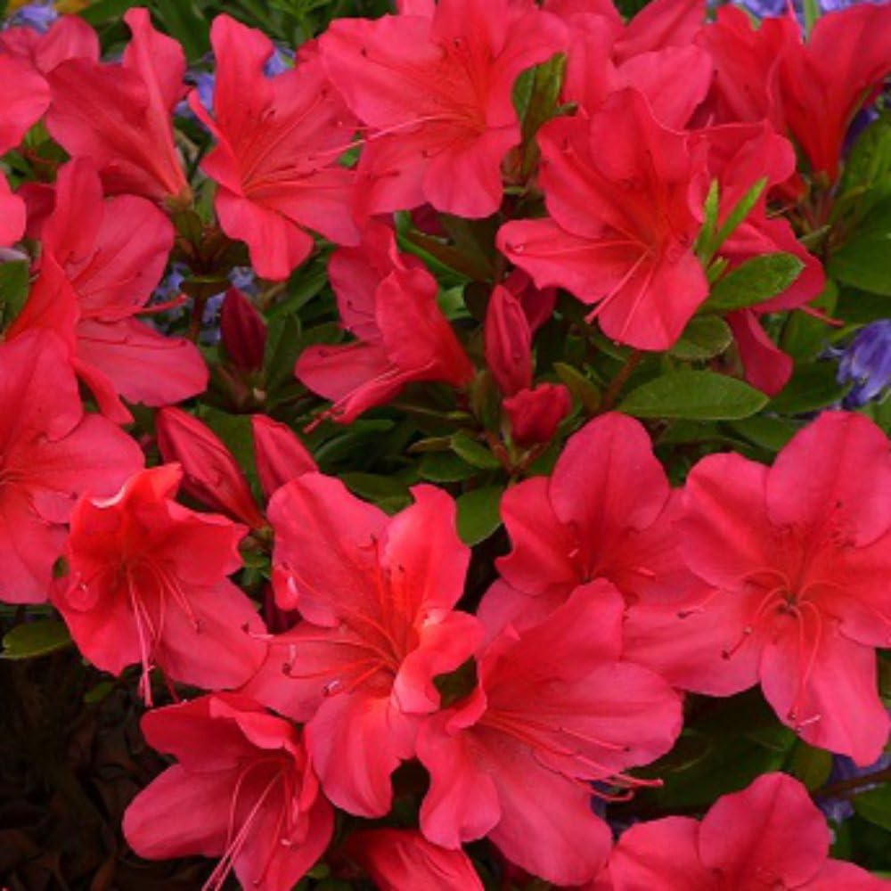 Rhododendron 'Marilee' - Evergreen Azalea with Red Funnel-Shaped Flowers – 2X 3 Litre Potted Plant by Thompson & Morgan