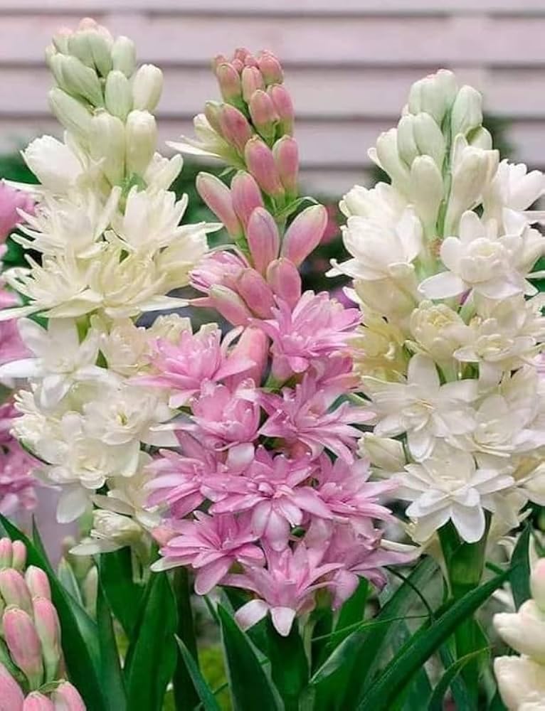 Tube rose rajanigandha aromatic flowers bulb plant different colour rajnigandha/tuberose double petal all season hybrid Pack of 9-image-28