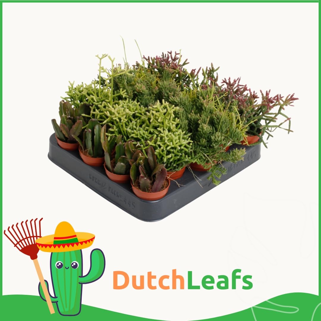 Rhipsalis Mix 20 Stück Verschiedene Mini-Sukkulenten im Ø 7 cm Terrakotta Blumentopf - Rutenkaktus Korallenkaktus Sukkulent Kleine Pflanzen Pflegeleicht - Höhe 8-15 cm