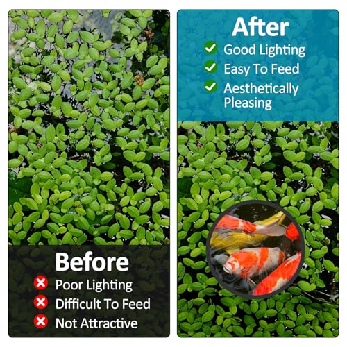Image of 6 Pcs Floating Betta Ring Fish Feeding Rings Set Round Square Floating Aquarium Plant Corral Floating Plant Ring Fish Tank Feeding Rings Accessories for Betta Tank Aquariums (Black)
