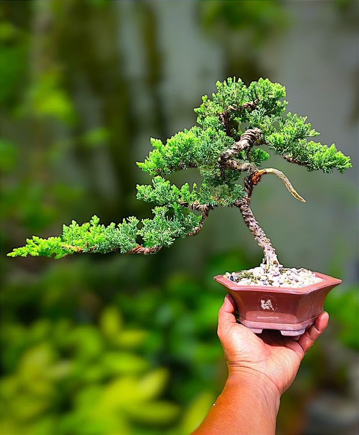 Live plant Juniper Plant - Juniperus pack of 1-image-11