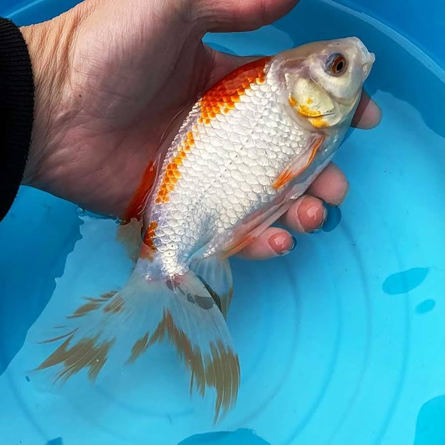 江戸後期　古伊万里　鳳凰龍獅子耳花瓶　高さ29㎝　タサオ　東な7-0210① 江戸後期 古伊万里 鳳凰龍獅子耳花瓶 高さ29㎝ タサオ 東な