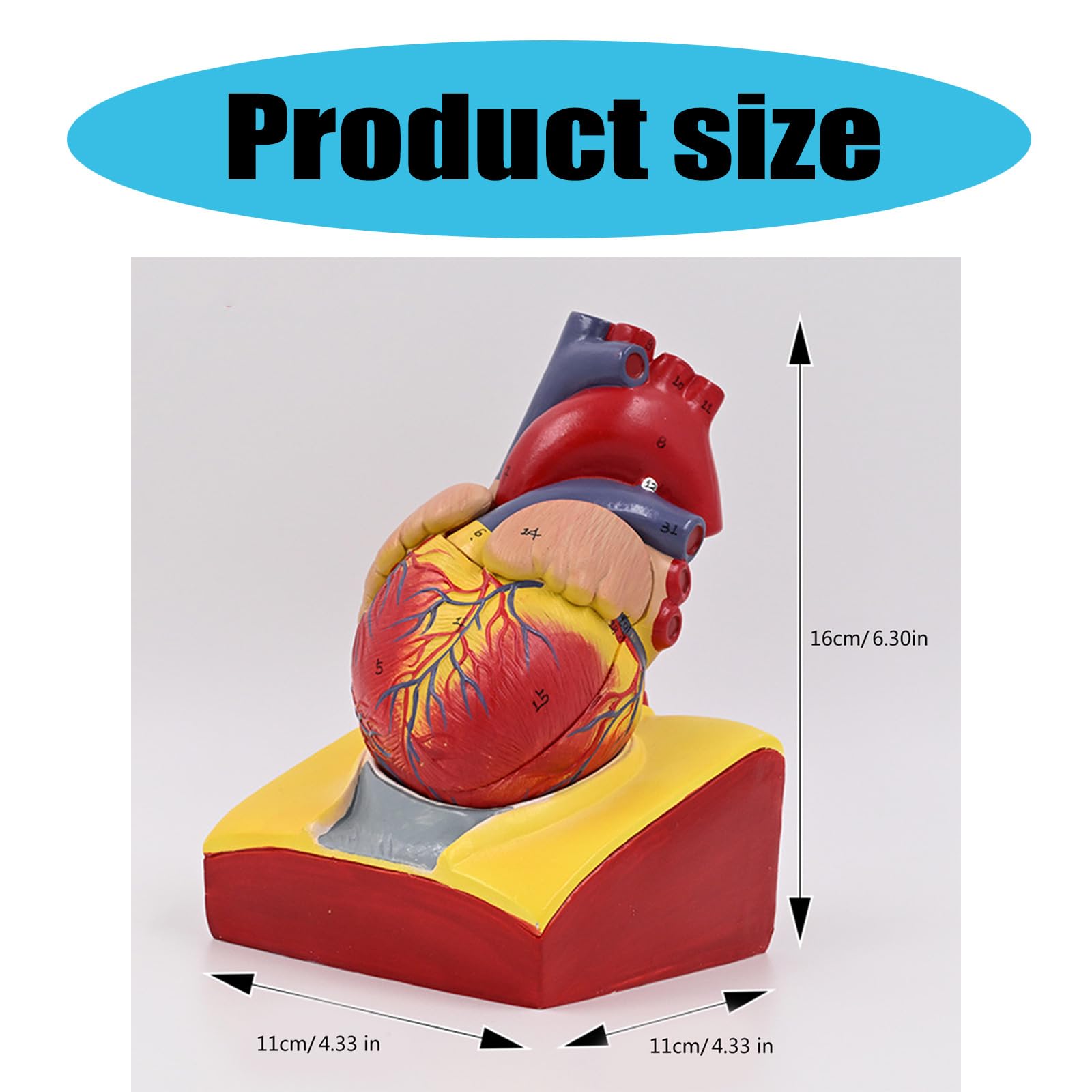 Herzmodell, menschliches Herz, anatomisches Modell, einfach zu bedienende medizinische Lehrhilfe, nummerierte medizinische Medizin, menschliche Anatomie für Labor, Lehrkrankenhaus