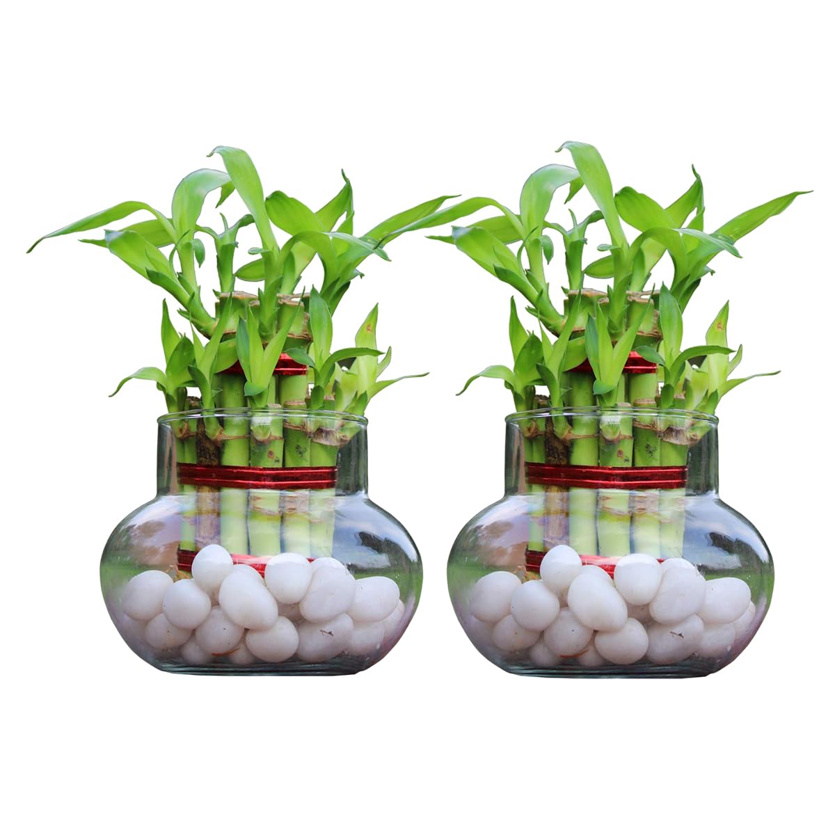 GIRISHA TRADERS Two Layers Lucky Bamboo Feng Shui good luck fortune Live Indoor Vastu Plant wit glass bowl for home Office Garden Decoration Gift Item (without Pebbles) (Pack of 2) (B0CDS82G27) Amazon Price History, Amazon Price Tracker