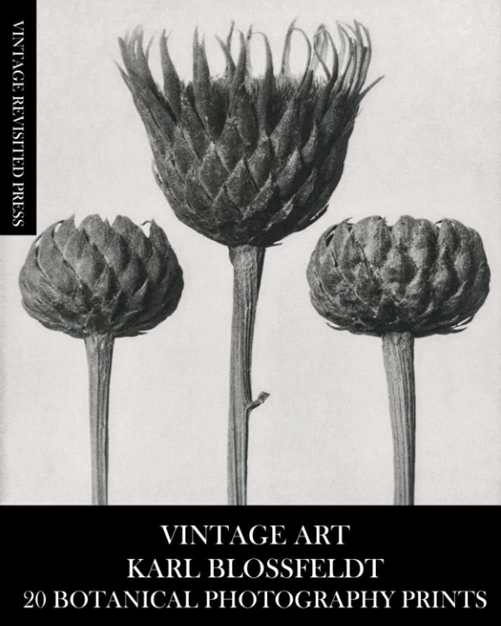 Amazon | Vintage Art: Karl Blossfeldt 20 Botanical Photography