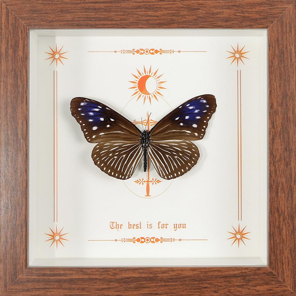 Taxidermy Butterfly Framed, Real Butterfly Specimen in Wooden Frame 5.8" x 5.8", Ideal for Science Study and Desktop Wall Decor (Striped Blue Crow Butterfly)