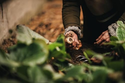 Miniatura 3 de Fiskars Xact 1027044 - Rastrillo de mano, longitud 174.4 in, ancho 4.9 in, negronaranja, acero inoxidableplástico, 1027044