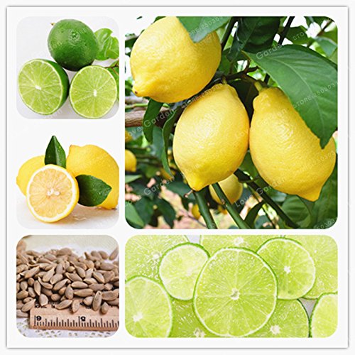 Creative Farmer Bonsai Suitable Fruit Seeds : Gandharaj Lemon Plant Seeds Fruit Seeds Dwarf Bonsai Suitable Fruit Seeds Pack (B075QFSYY5) Amazon Price History, Amazon Price Tracker