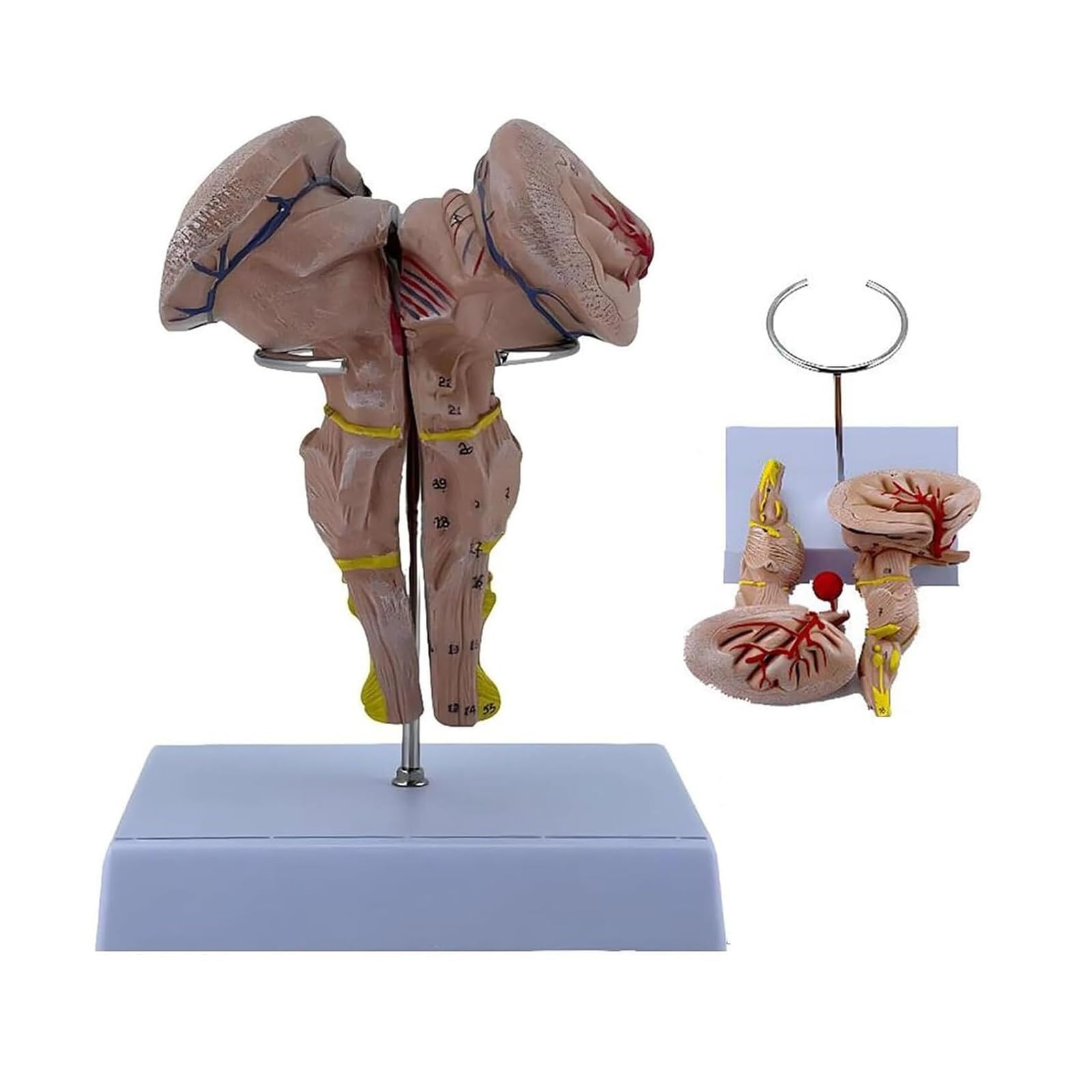Modelo de tronco cerebral en tamaño ampliado 3X con réplica exacta de la médula oblongata