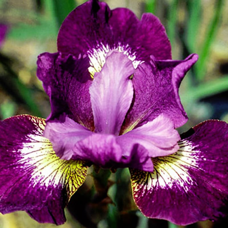 Holland Bulb Farms Jewelled Crown Siberian Iris