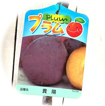 Amazon スモモ 苗木 貴陽 13 5cmポット苗 きよう すもも 苗 李 果物