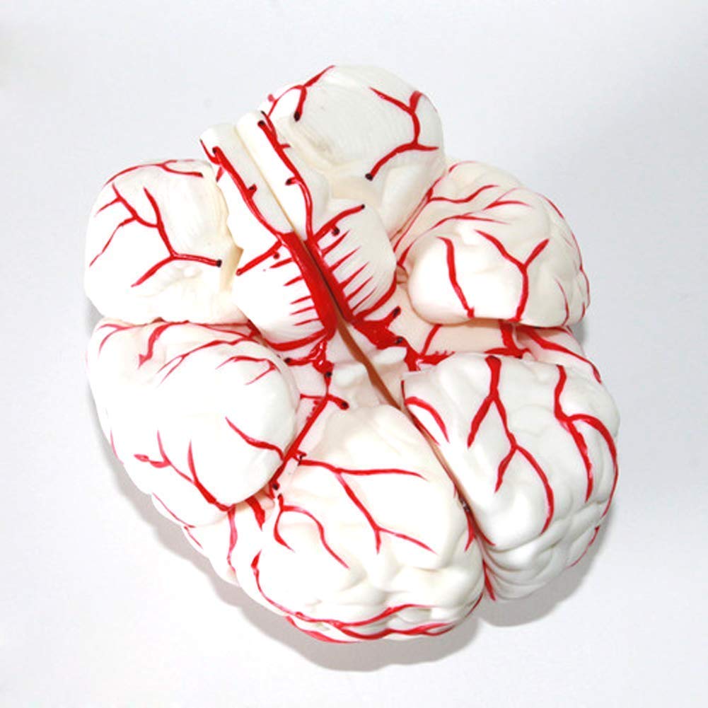 Brain And Cerebrovascular Model Cranial Artery Anatomy Of The Human ...