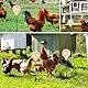 2 Stück Futterspender Hühner, Interaktives Futterautomat Hühnerspielzeug mit Frühling Chicken Slow Feeder Schaukel-Pickspielzeug Hühner Spielzeug für Geflügel Enten Vögel