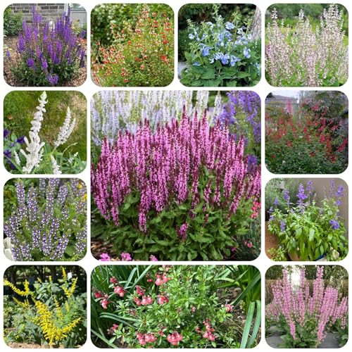 salvia comprare semi, giardino roccioso da resistenti di salvia resistenti, giardino da interno 350pcs