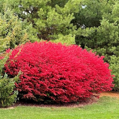 2 Dwarf Burning Bush Rooted Cuttings, 8-12\" Tall, Hardy Ornamental Shrub, Red Bush Shrub