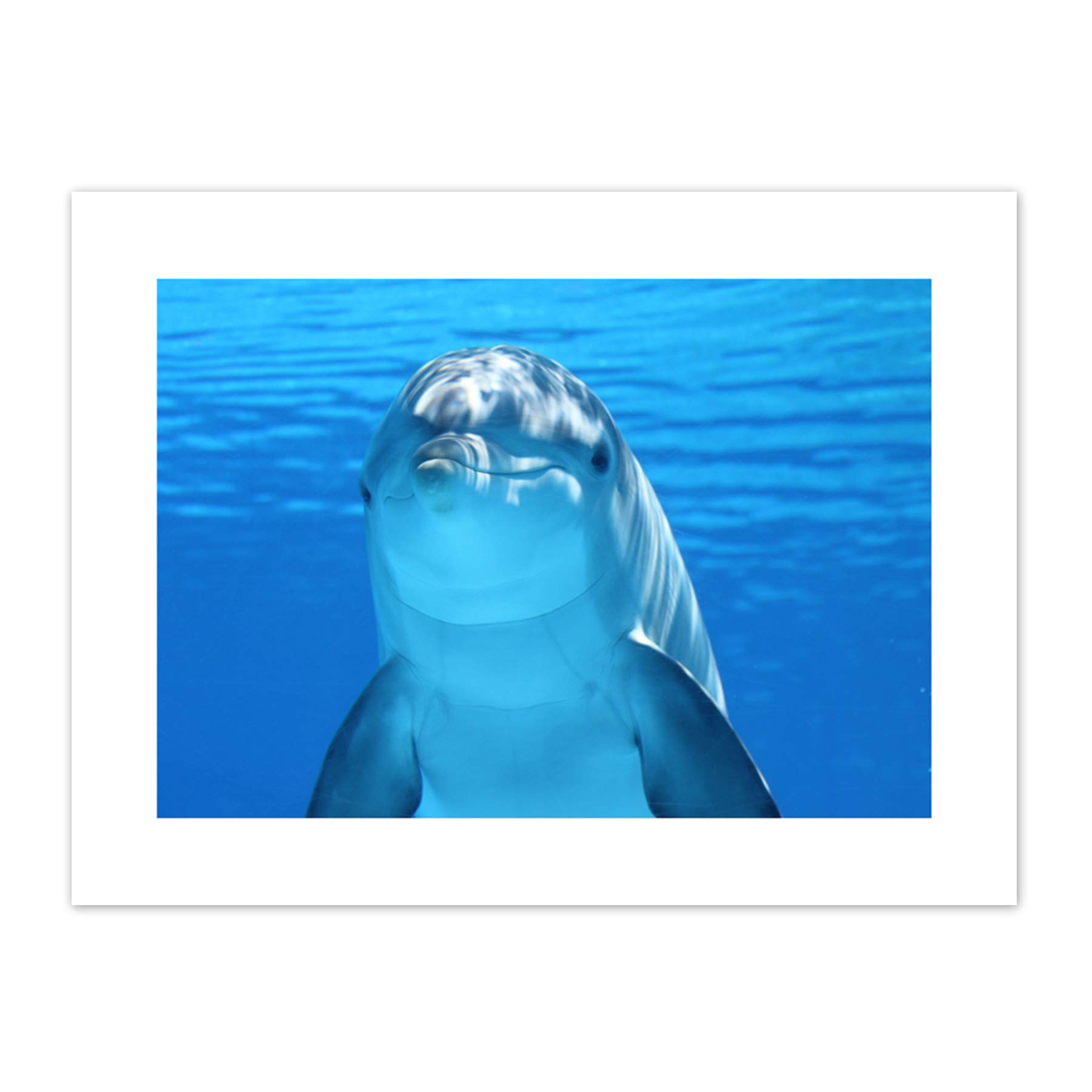 Bottlenose Dolphin Smiling Canvas Wall Art Print
