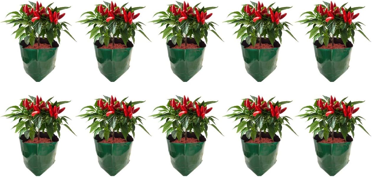 ROCHFERN Grow Bags (Pack of 10) Size-35x20x20cm, Vegetable Plants,Green Out Side and Black Inside