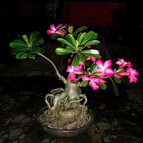 Planta rosa del desierto viva, planta de rosa del desierto de Adenium viva, de 4 a 7 pulgadas de alto, planta suculenta con flores