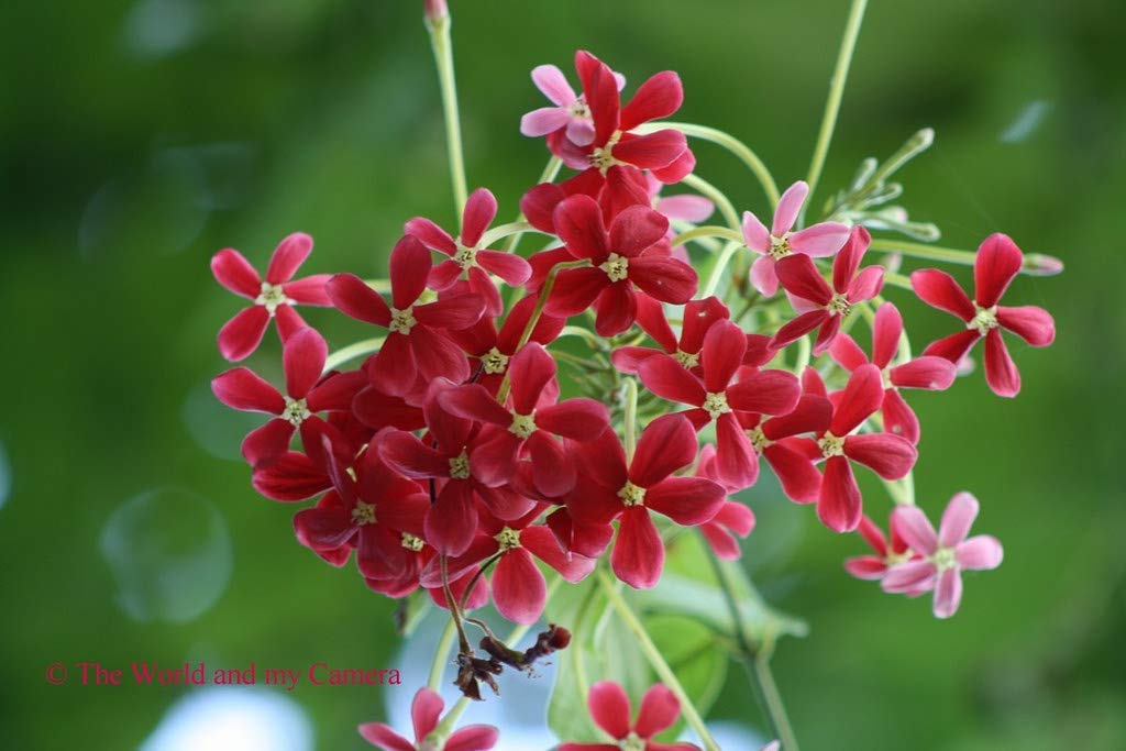PlantaZee Madhabilata/Madhumalati/Madhulata 1 Live Plant from Greeen Earth (B07PMLGP3V) Amazon Price History, Amazon Price Tracker