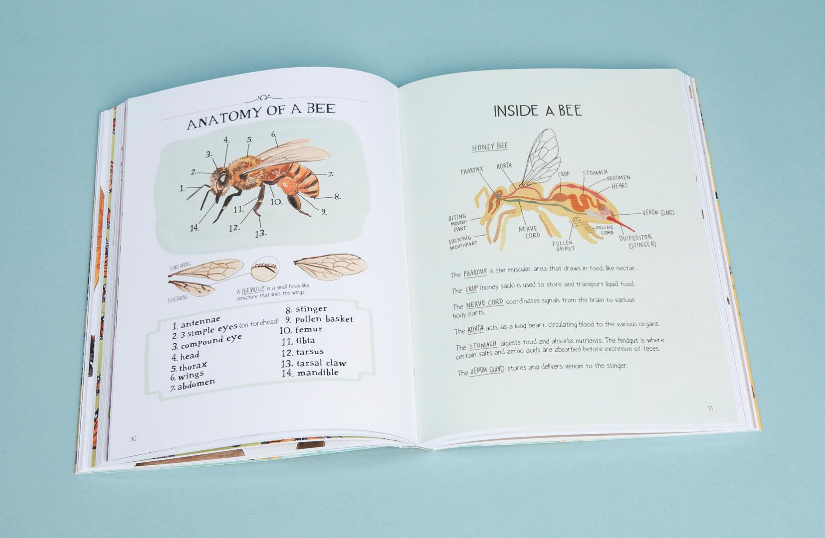 Insect Anatomy: The Curious World of Bees, Beetles, Butterflies, and Bugs